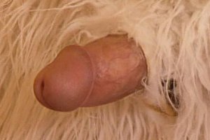 啊啊啊啊啊啊啊日本妹子被爆干 Porn